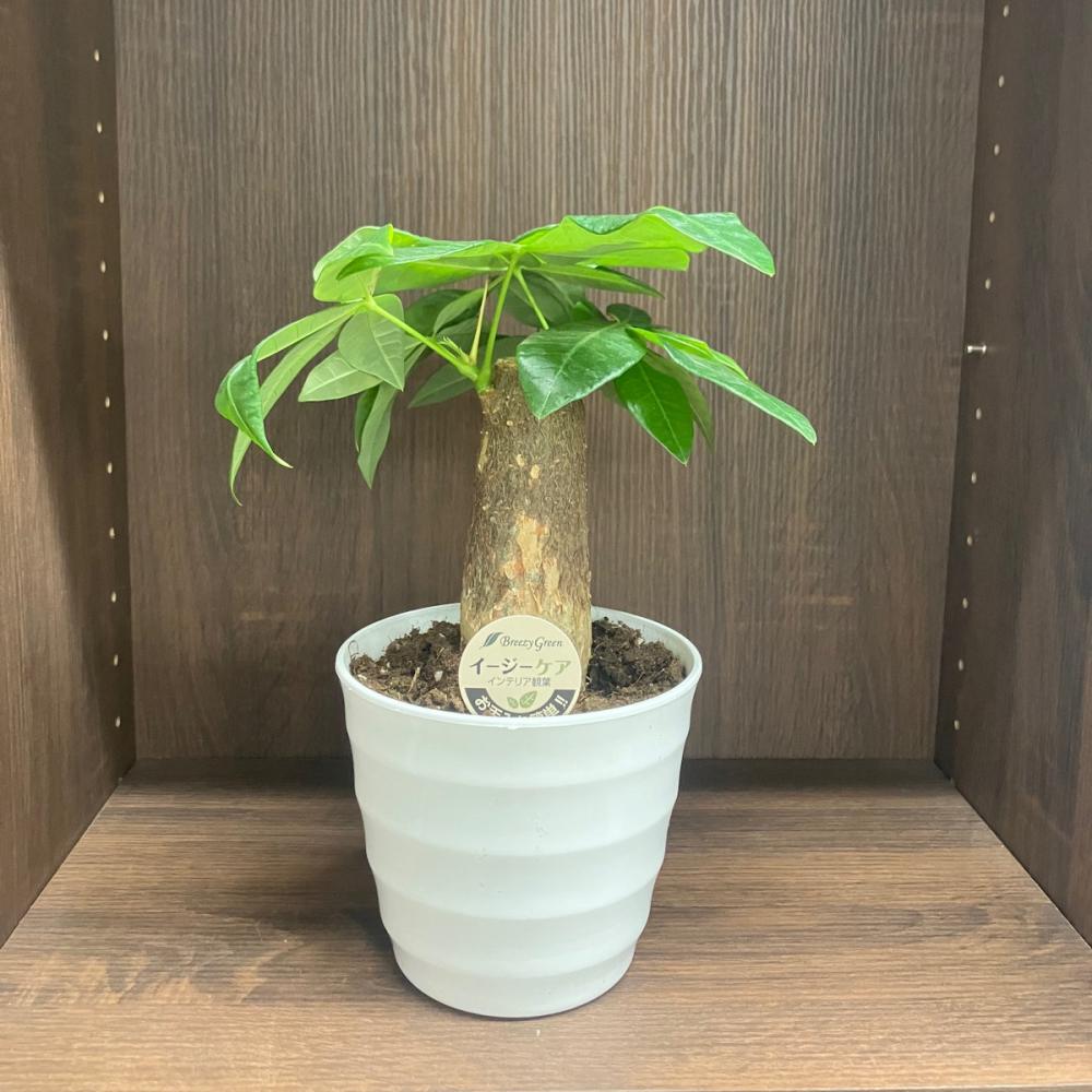 Ｂｒｅｅｚｙ　Ｇｒｅｅｎ　イージーケア観葉　パキラ　１３．５ｃｍ