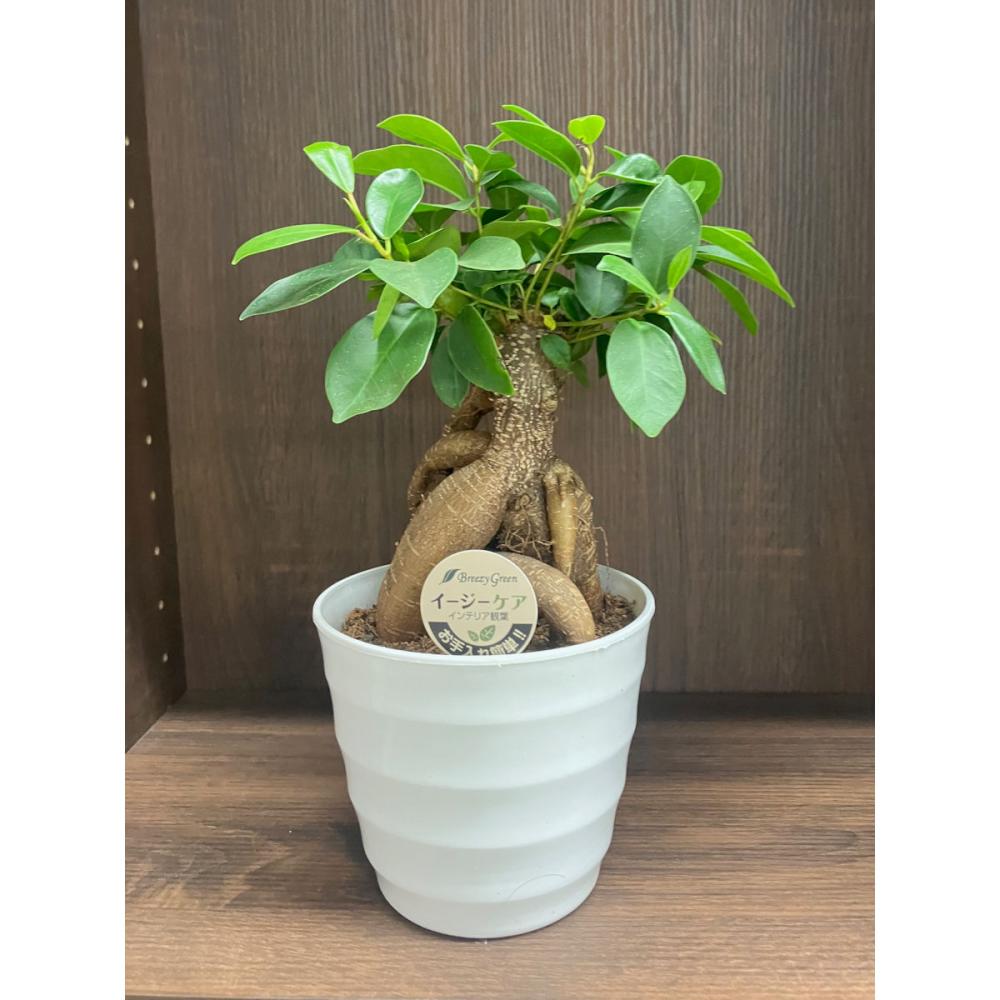 Ｂｒｅｅｚｙ　Ｇｒｅｅｎ　イージーケア観葉　ガジュマル　１３．５ｃｍ