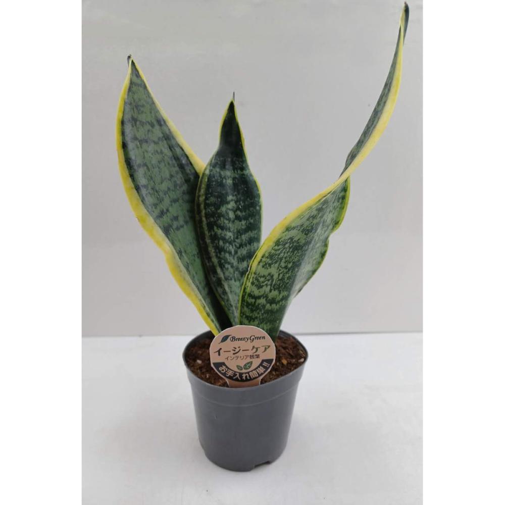 Ｂｒｅｅｚｙ　Ｇｒｅｅｎ　イージーケア観葉　サンスベリア　９ｃｍ