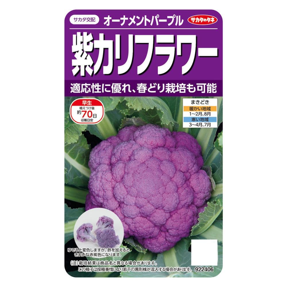 サカタのタネ　紫カリフラワー　オーナメントパープル