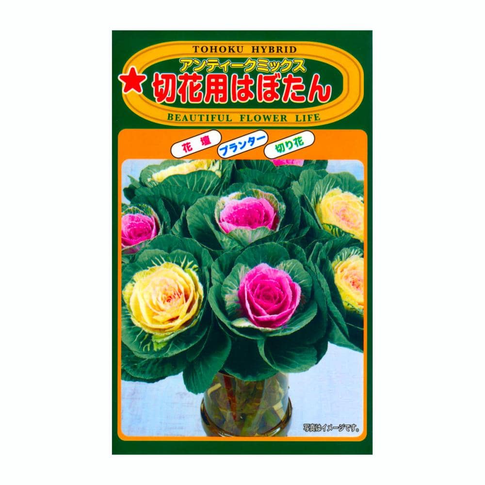 トーホク交配　ハボタン種子　Ｆ１　切花用はぼたん　アンティークミックス