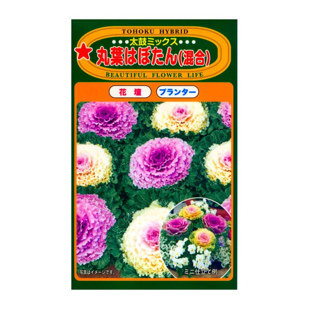 トーホク交配　ハボタン種子　Ｆ１　丸葉はぼたん　混合