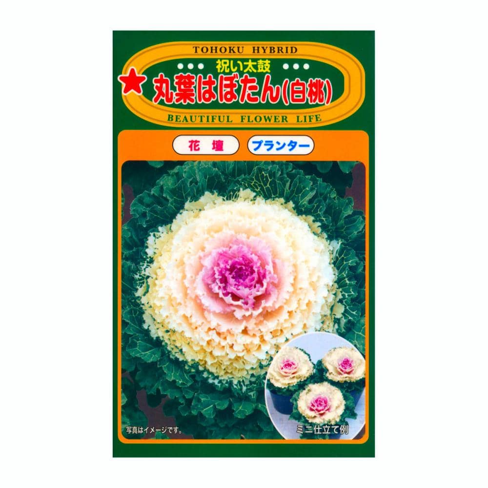 トーホク交配　ハボタン種子　Ｆ１　丸葉はぼたん　白桃