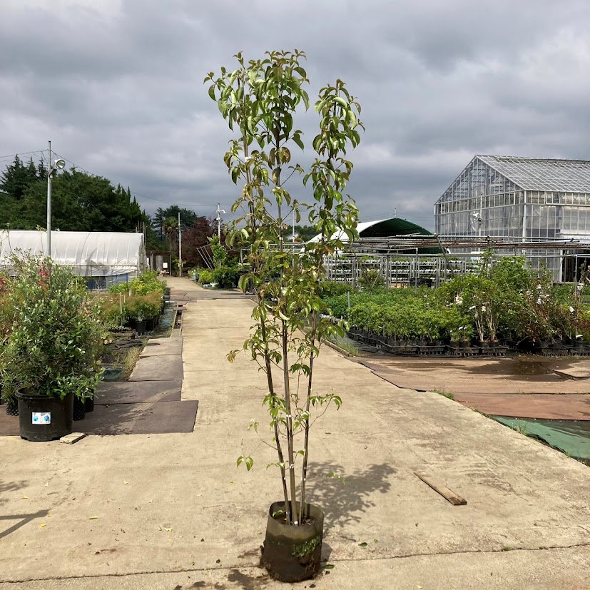 【庭木】常緑ヤマボウシ　高さ約２．０ｍ