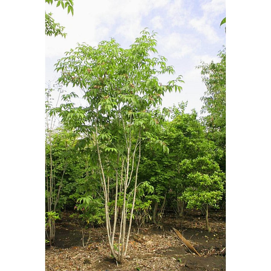 【庭木】アオダモ　高さ約２．０ｍ