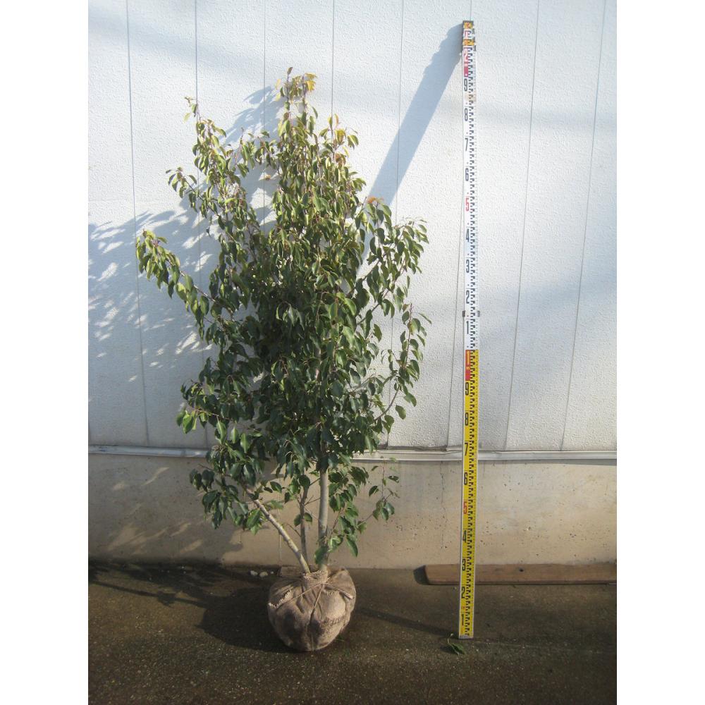 【庭木】ソヨゴ　高さ約２．０ｍ