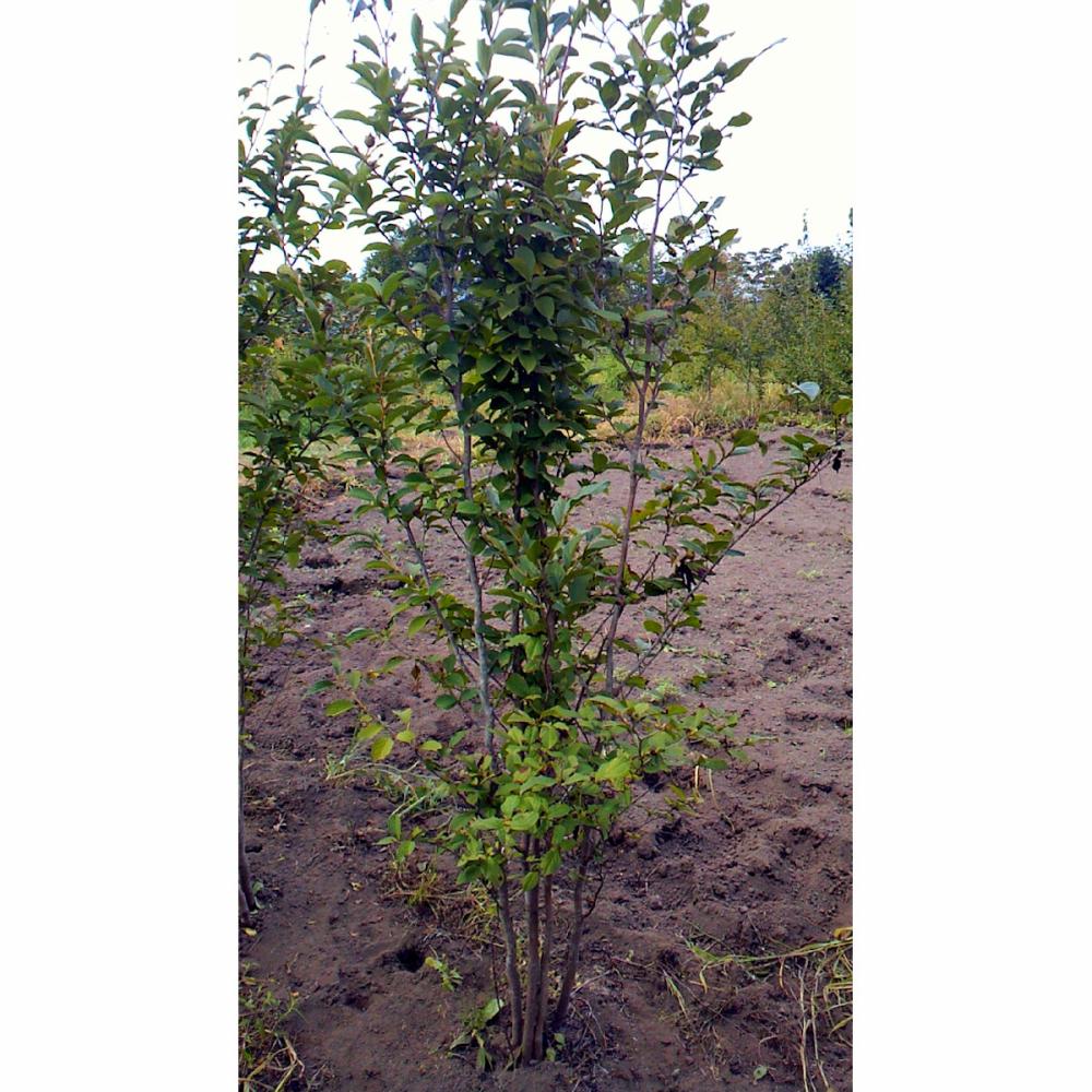 【庭木】姫シャラ　高さ約２．０ｍ