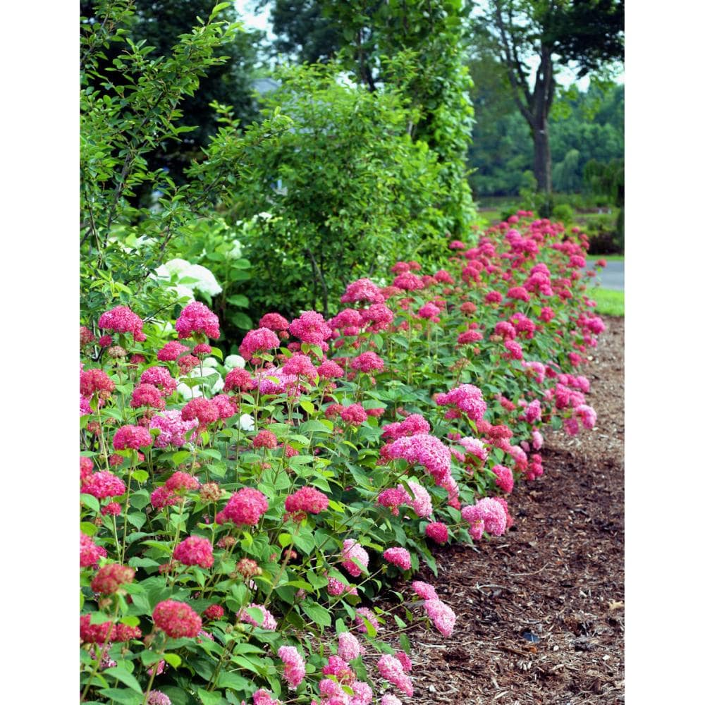 【庭木】アメリカアジサイ　高さ約０．５ｍ