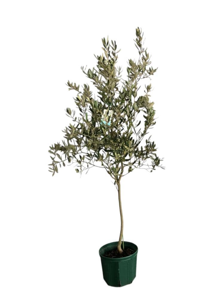 【庭木】オリーブ　高さ約１．５ｍ