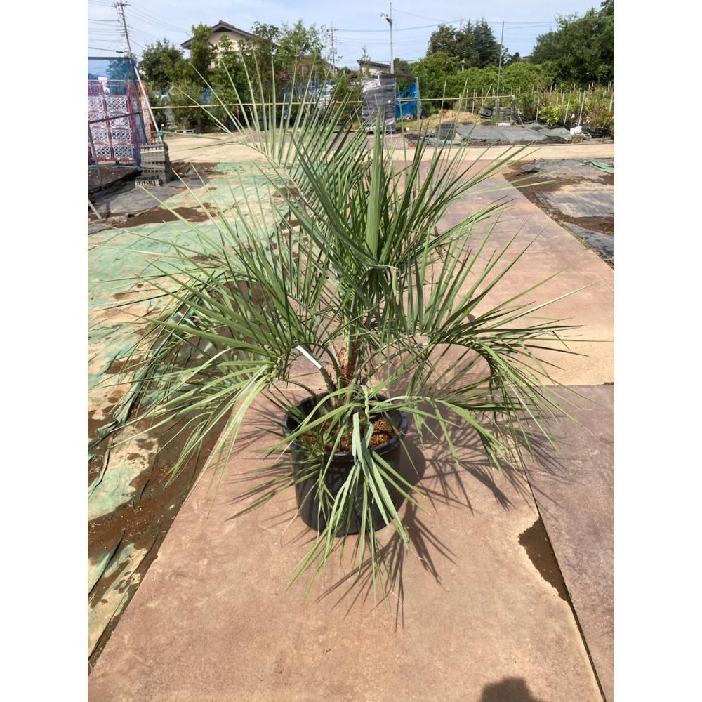 【庭木】ココスヤシ　高さ約１．０ｍ