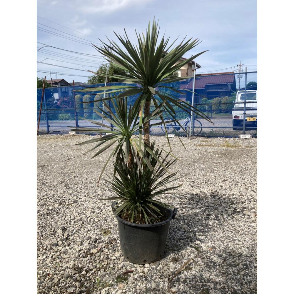 【庭木】コルジリネ　高さ約１．０ｍ