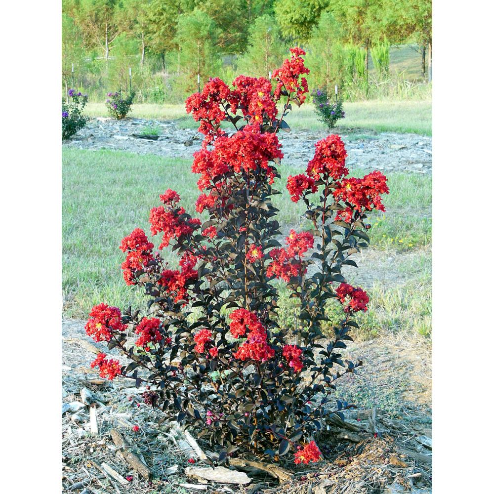 【庭木】サルスベリブラックパール　高さ約２．０ｍ