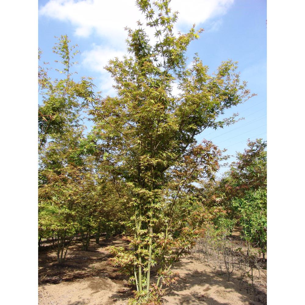 【庭木】イロハモミジ　高さ約２．０ｍ