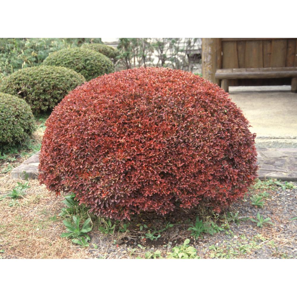 【庭木】ドウダンツツジ　高さ約０．７ｍ