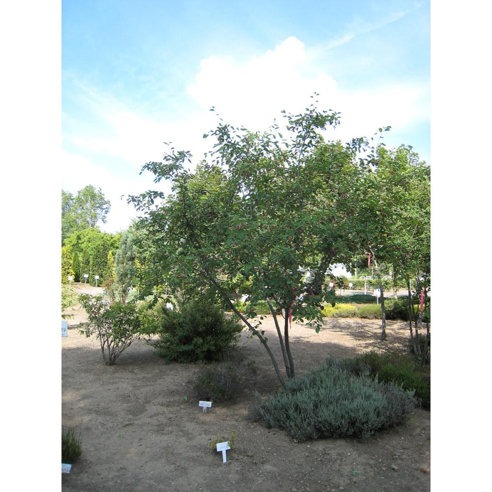 【庭木】ジュンベリー　高さ約２．０ｍ