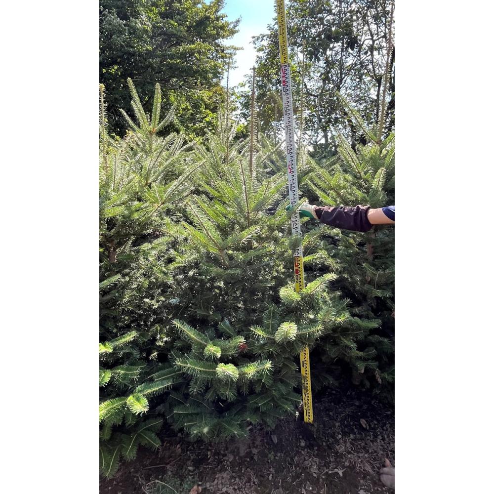 【庭木】もみの木　高さ約２．０ｍ