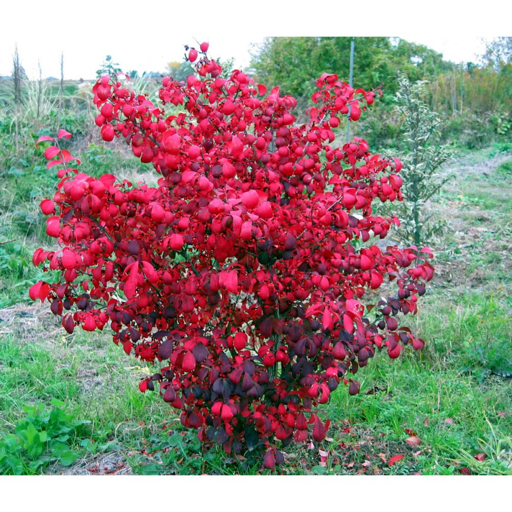 【庭木】ニシキギ　高さ約０．７ｍ