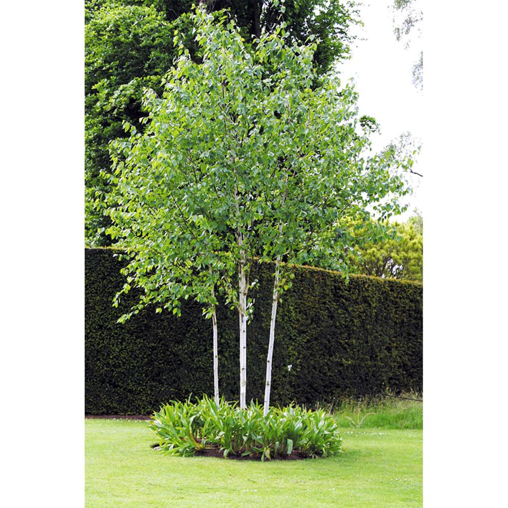 【庭木】シラカバ　ジャクモンティ　高さ約２．０ｍ