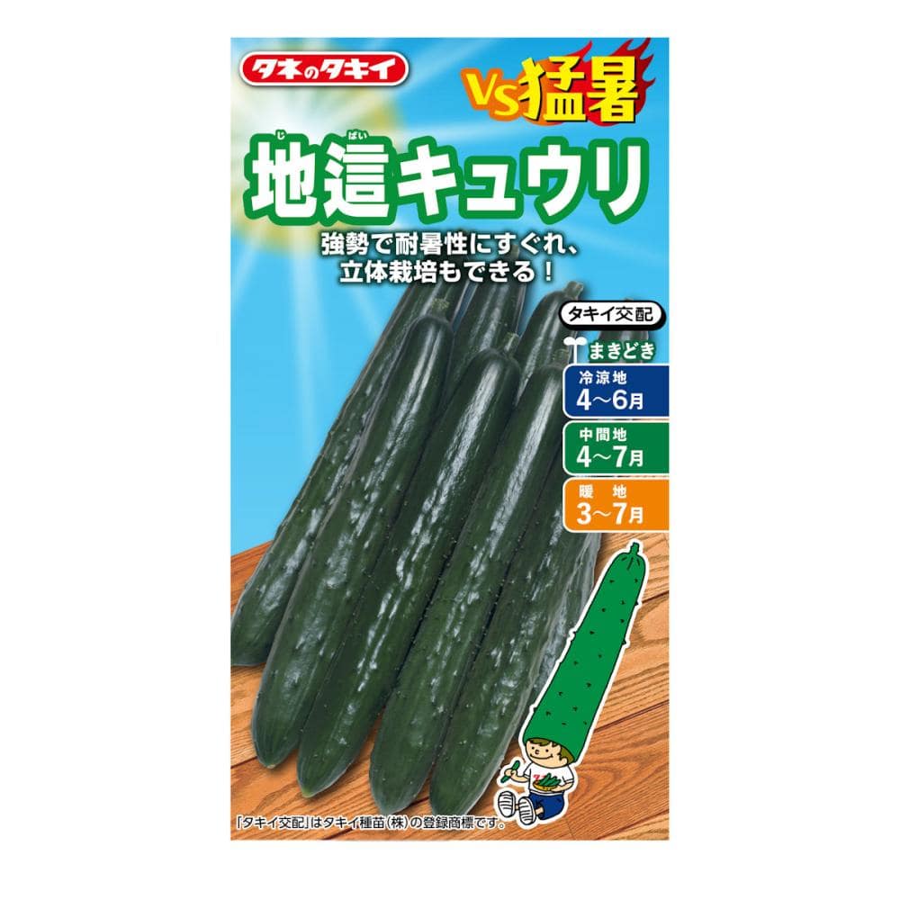 キュウリ種子　ＶＳ猛暑　地這キュウリ　つばさ