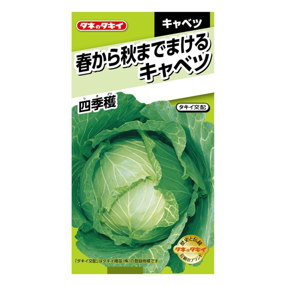 キャベツ種子　春から秋までまけるキャベツ　四季穫