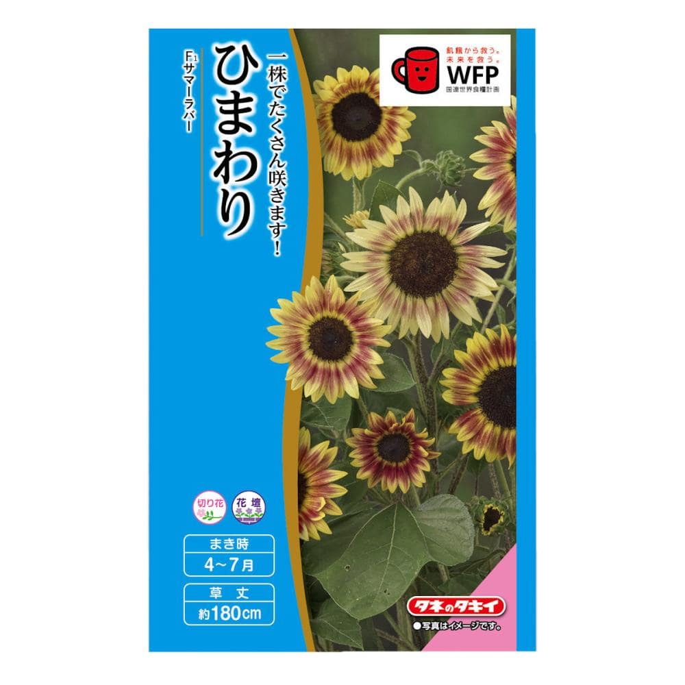 ヒマワリ種子　ひまわり　サマーラバー