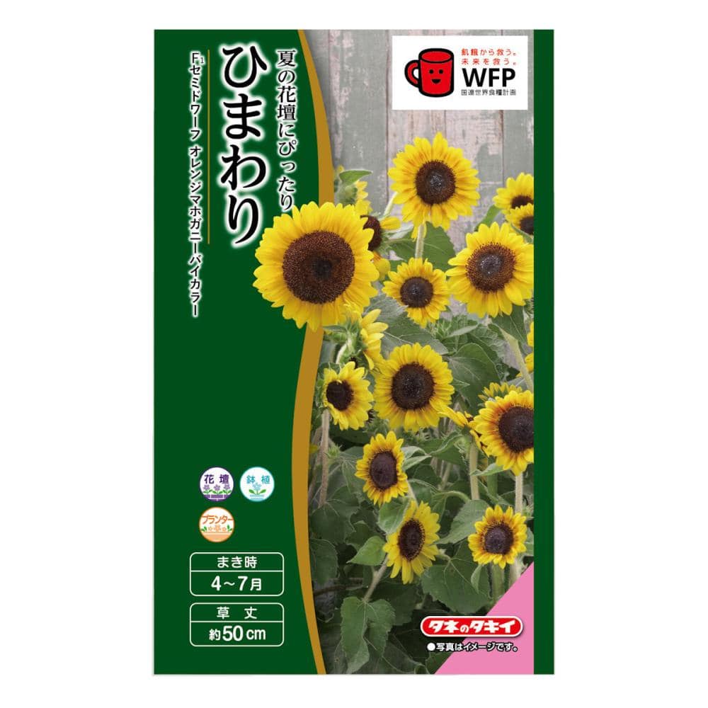 ヒマワリ種子　ひまわり　セミドワーフオレンジマホガニーバイカラー
