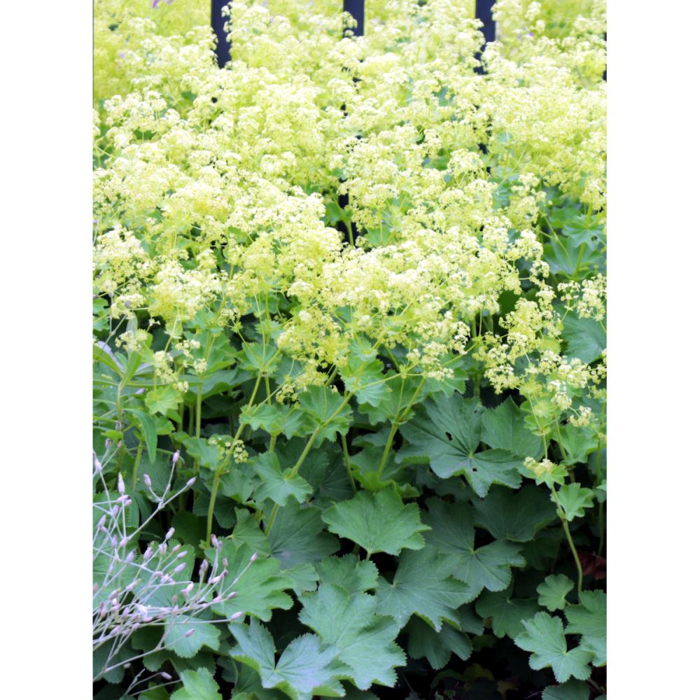 【春予約】　アルケミラ　モリス‘ロブスティカ’　１０．５ｃｍポット　【申込期限：３月２２日（日）】　【引渡予定日：４月４日（土）～１２日（日）】