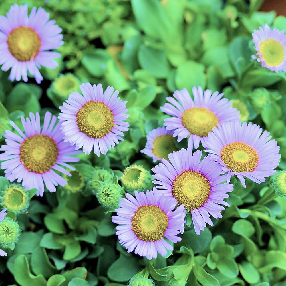 完売御礼【春予約】　エリゲロン　ビーチボーイ　ブルー　１０．５ｃｍポット　【申込期限：３月２２日（日）】　【引渡予定日：４月４日（土）～１２日（日）】