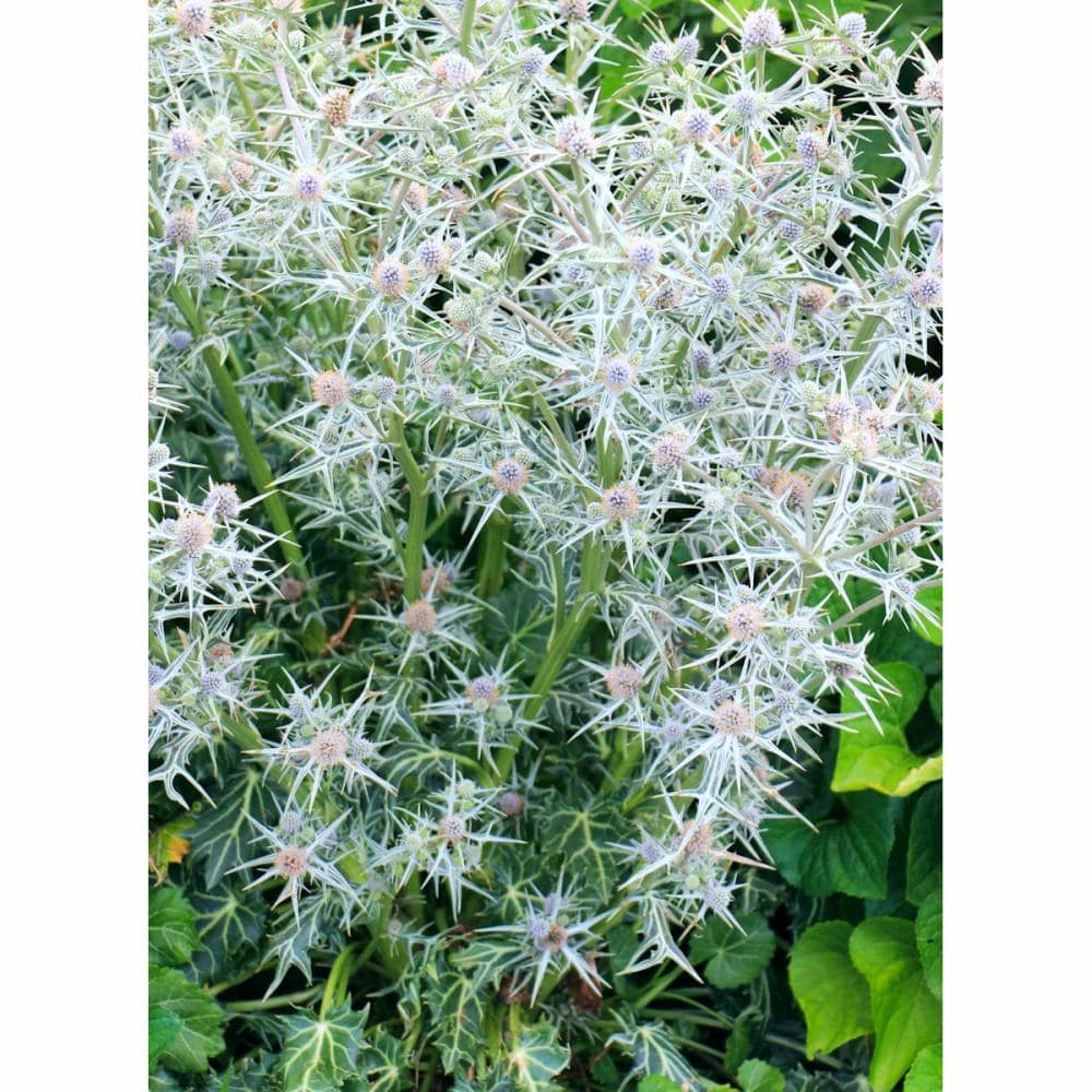 【春予約】　エリンジューム　パリーフォリウム‘ミスマーブル’　１０．５ｃｍポット　【申込期限：３月２２日（日）】　【引渡予定日：４月４日（土）～１２日（日）】