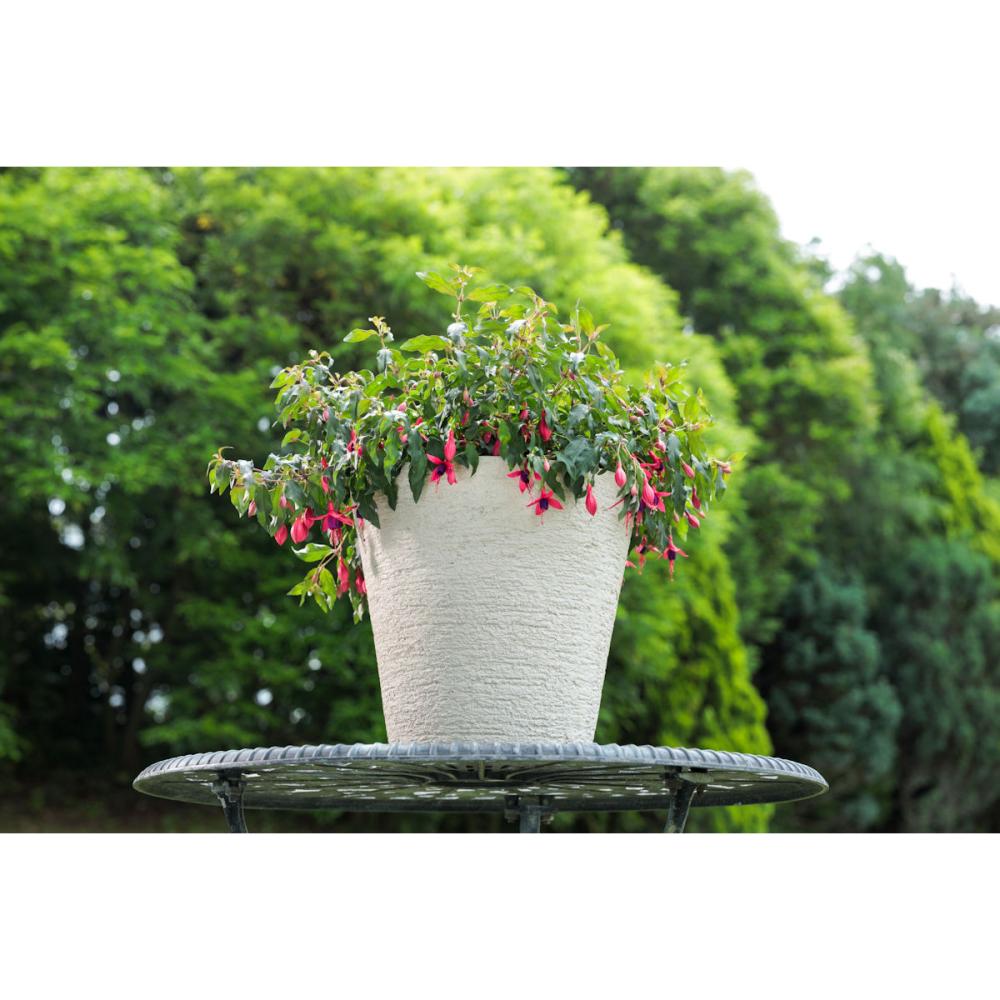 【春予約】　フクシア　フェアリーダンス　９ｃｍ　【申込期限：４月２６日（日）】　【引渡予定日：５月２３日（土）～３１日（日）】