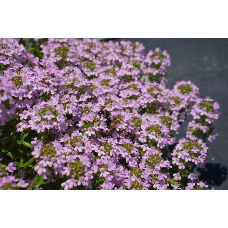 完売御礼【春予約】　タイム　セントグレード　９ｃｍ　【申込期限：４月２６日（日）】　【引渡予定日：５月２３日（土）～３１日（日）】