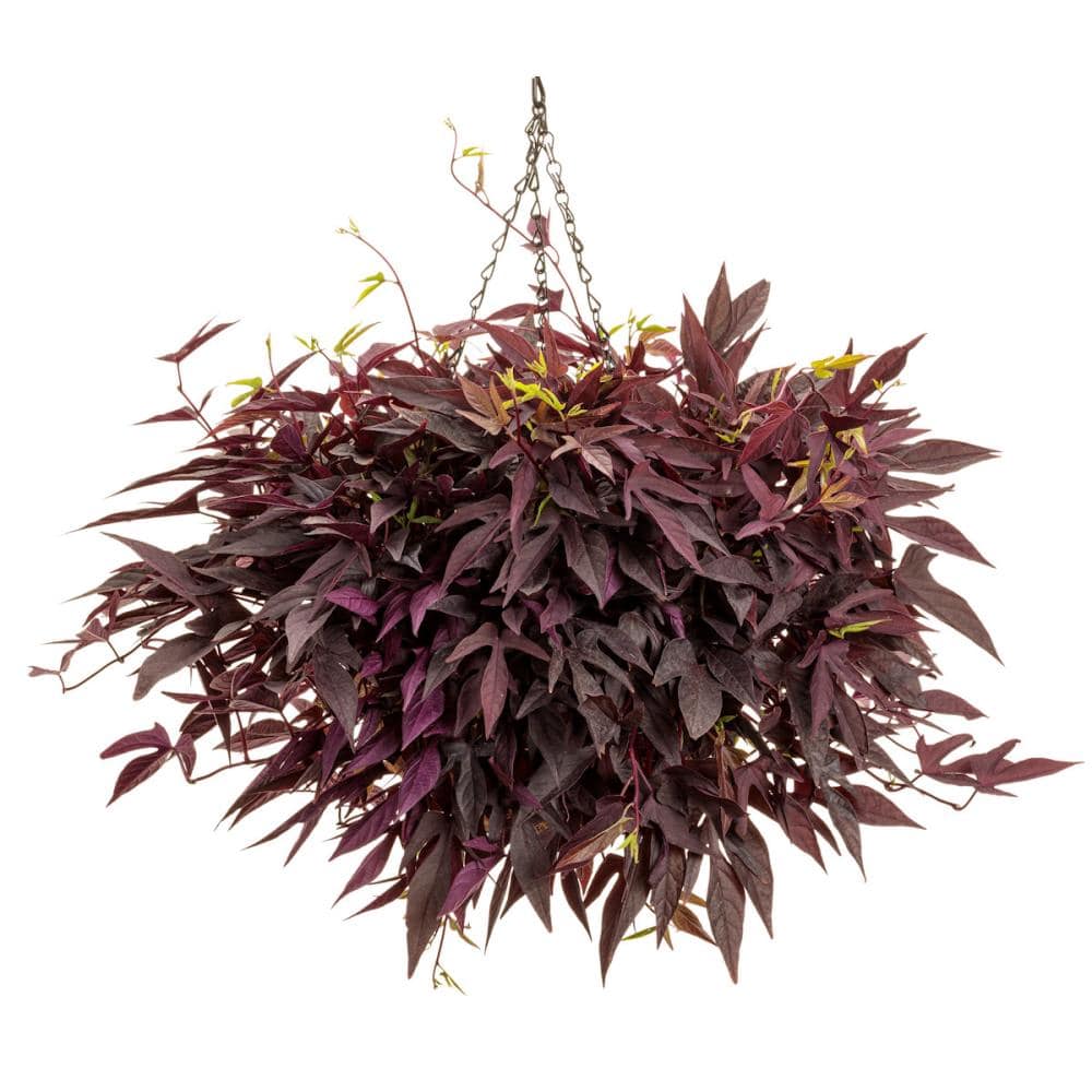 【春予約】　イポメア　スパイラル　ブラウニー　９ｃｍ　【申込期限：４月２６日（日）】　【引渡予定日：５月２３日（土）～３１日（日）】