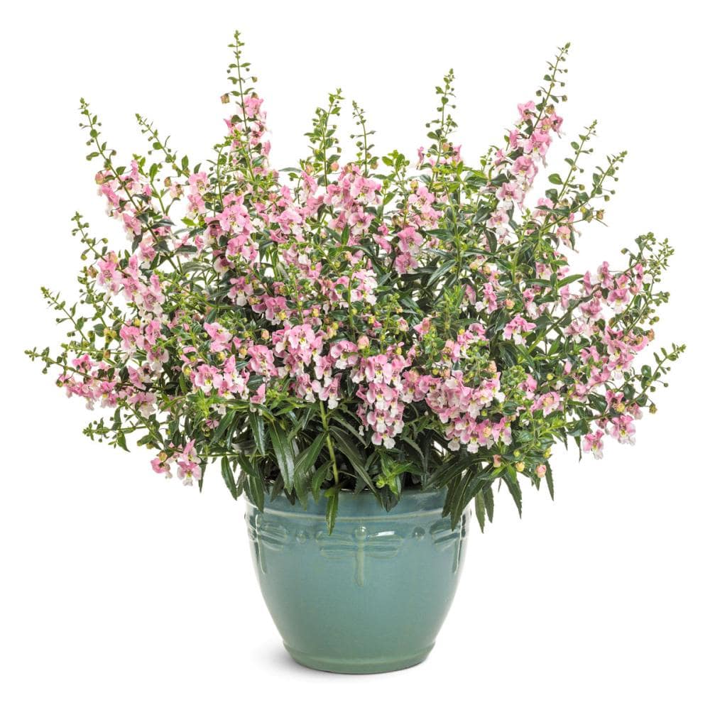 【春予約】　アンゲロニア　ウェッジウッドピンク　９ｃｍ　【申込期限：４月２６日（日）】　【引渡予定日：５月２３日（土）～３１日（日）】