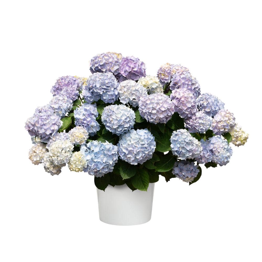 【春予約】　アジサイ　サマーメドレー　ペールシャボン　１１ｃｍ　【申込期限：４月２６日（日）】　【引渡予定日：５月２３日（土）～３１日（日）】