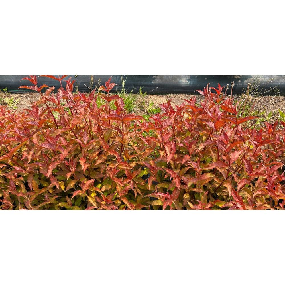 【春予約】　ディエルヴィラ　ビーハッピー　メープル　１１ｃｍ　【申込期限：４月２６日（日）】　【引渡予定日：５月２３日（土）～３１日（日）】