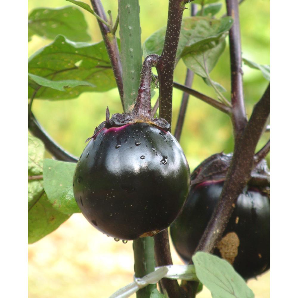 【春予約】　ナス苗　加茂なす　（よりどり４個セット専用）　【申込期限：３月２２日（日）】　【引渡予定日：４月４日（土）～１２日（日）】