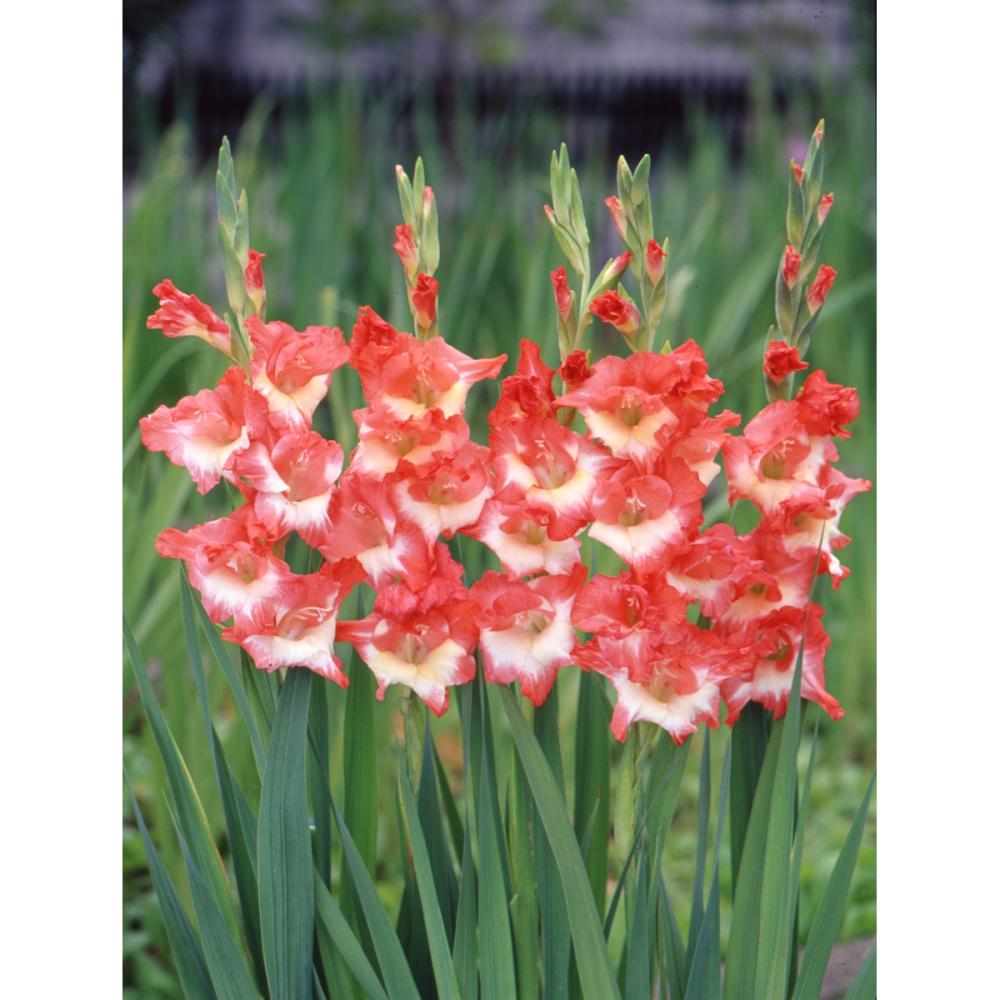 【春予約】　日本で生まれたグラジオラス 南都　５球　【申込期限：３月２２日（日）】