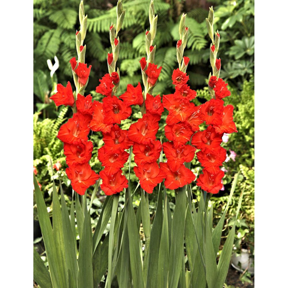 【春予約】　日本で生まれたグラジオラス 熟柿　５球　【申込期限：３月２２日（日）】