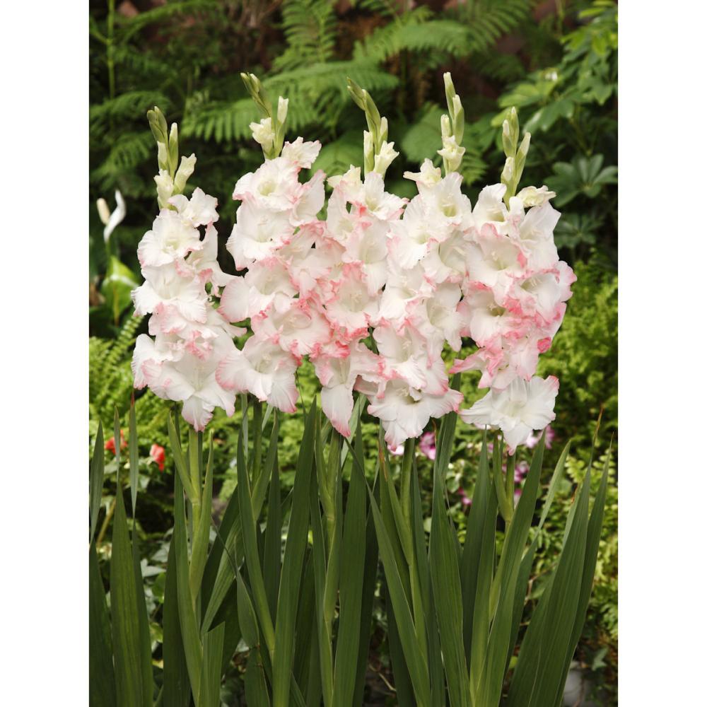 【春予約】　日本で生まれたグラジオラス 初夢　５球　【申込期限：３月２２日（日）】