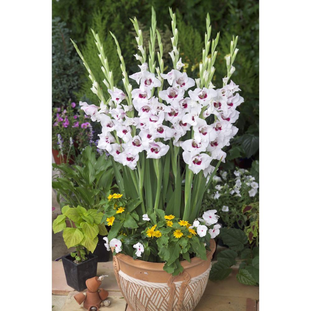 【春予約】　日本で生まれたグラジオラス 雪蝶　５球　【申込期限：３月２２日（日）】