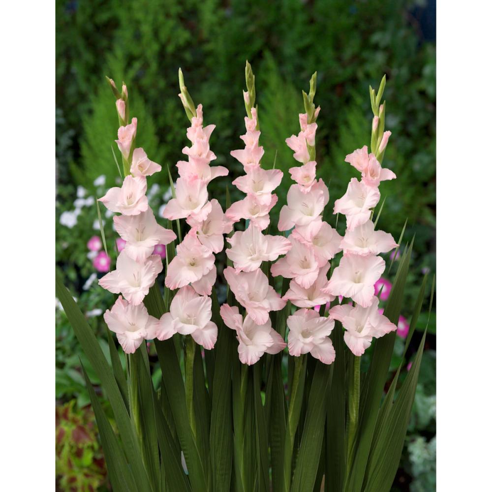 【春予約】　日本で生まれたグラジオラス 　常陸はなよめ　５球　【申込期限：３月２２日（日）】