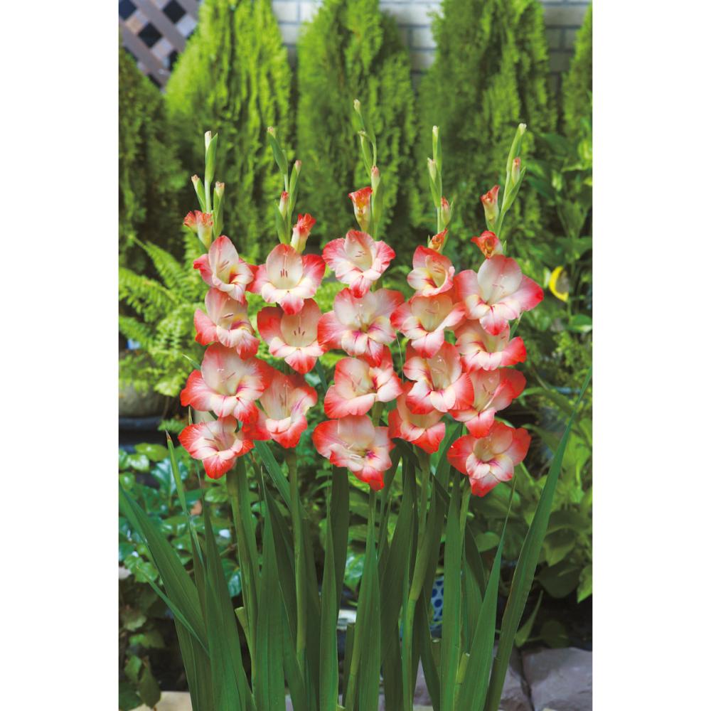 【春予約】　日本で生まれたグラジオラス　 常陸あけぼの　５球　【申込期限：３月２２日（日）】