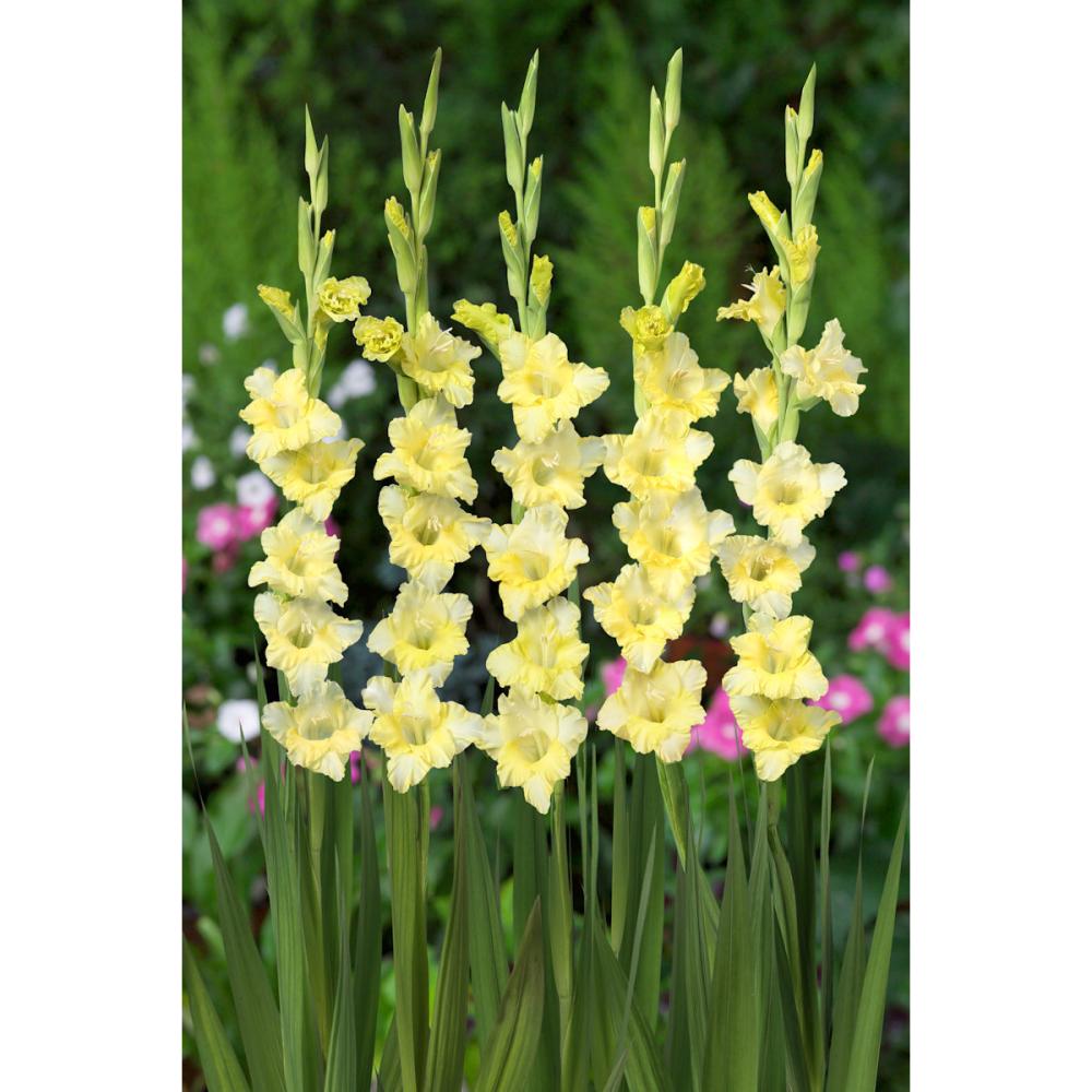 【春予約】　日本で生まれたグラジオラス 　常陸きらめき　５球　【申込期限：３月２２日（日）】