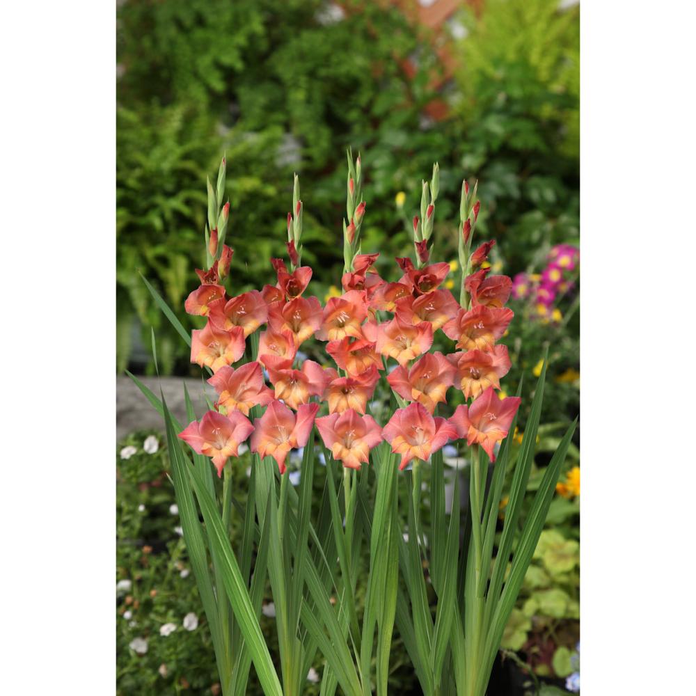 【春予約】　日本で生まれたグラジオラス 　常陸あかつき（ＰＶＰ）　５球　【申込期限：３月２２日（日）】