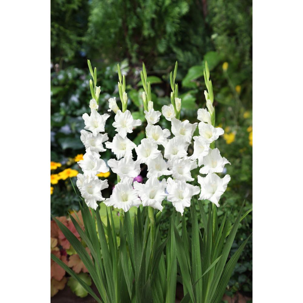 【春予約】　日本で生まれたグラジオラス　 常陸はつゆき（ＰＶＰ）　５球　【申込期限：３月２２日（日）】