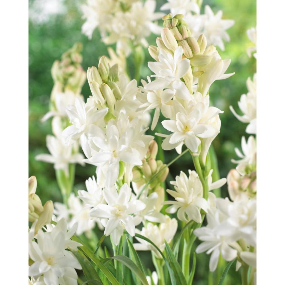 完売御礼【春予約】　チューベローズ　八重咲　白花種　２球　【申込期限：３月２２日（日）】