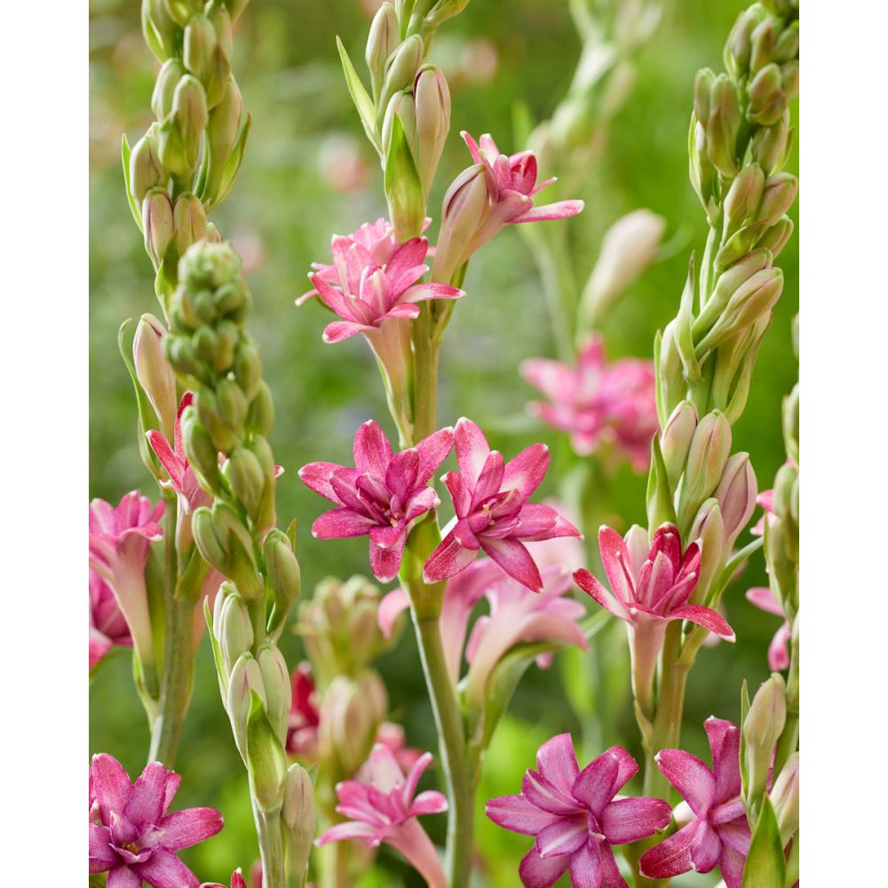 【春予約】　チューベローズ　八重咲　桃花種　１球　【申込期限：３月２２日（日）】