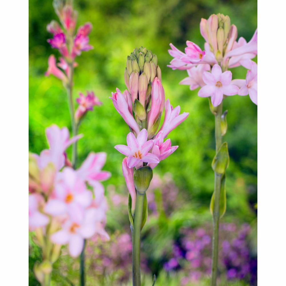 【春予約】　チューベローズ　一重咲　桃花種　１球　【申込期限：３月２２日（日）】