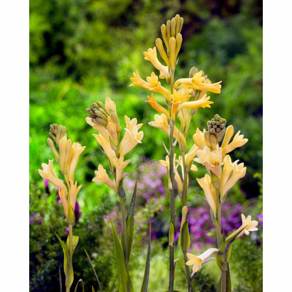 完売御礼【春予約】　チューベローズ　一重咲　黄花種　１球　【申込期限：３月２２日（日）】