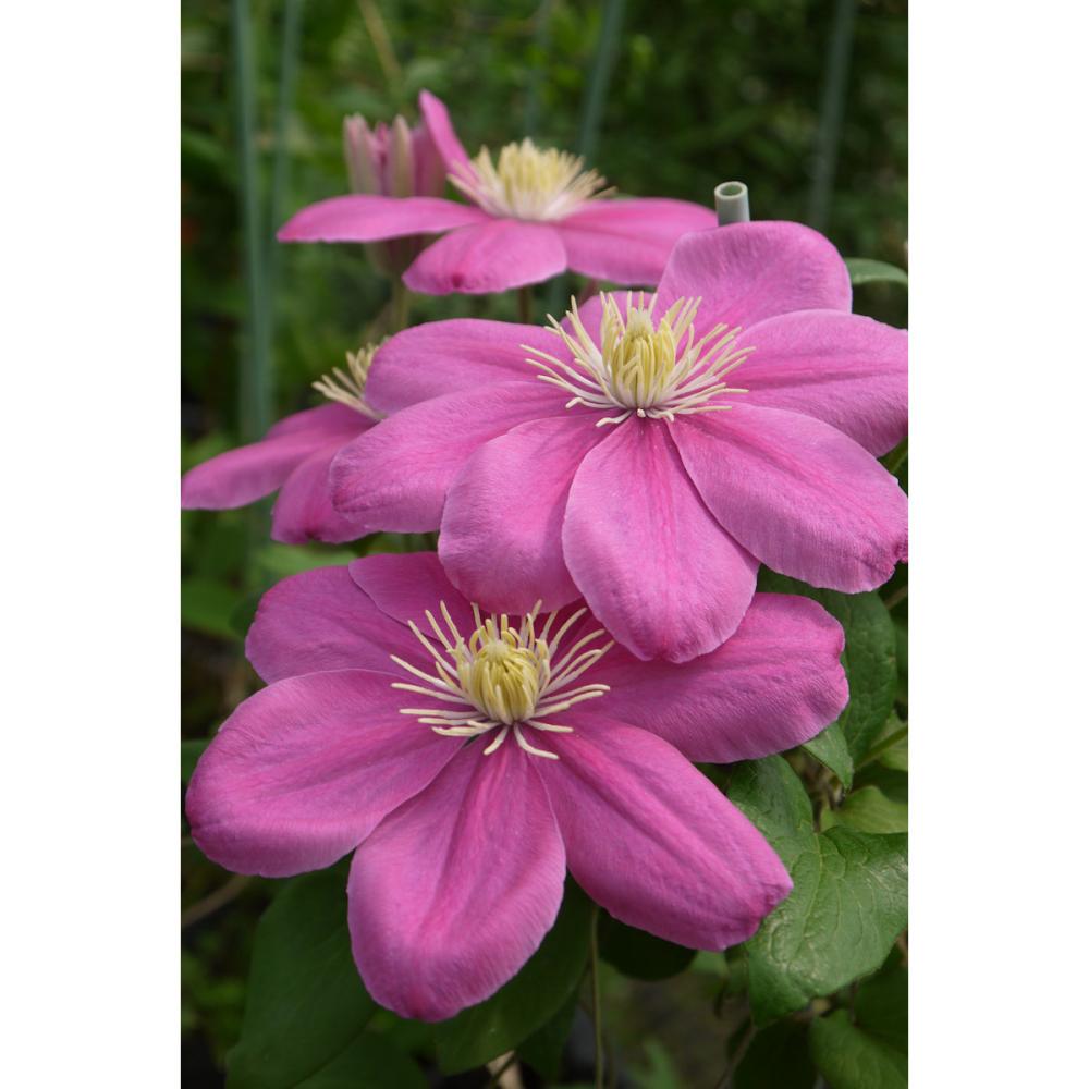 早咲き大輪系　アレイナ